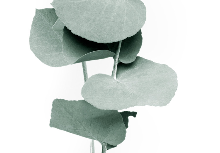 Plakat Gałązki eukaliptusa - minimalistyczne zielone listki rośliny na białym tle 146146 additionalImage 3