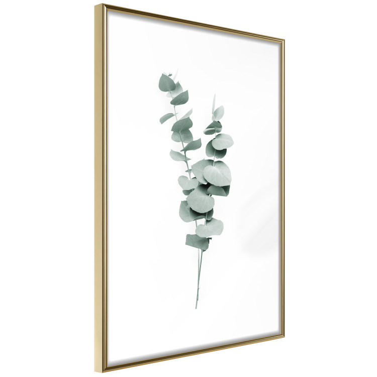 Plakat Gałązki eukaliptusa - minimalistyczne zielone listki rośliny na białym tle 146146 additionalImage 2