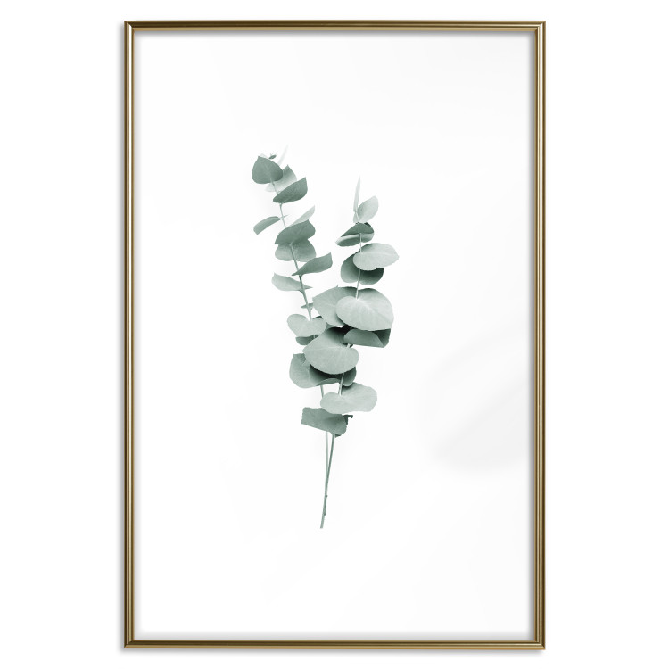 Plakat Gałązki eukaliptusa - minimalistyczne zielone listki rośliny na białym tle 146146 additionalImage 22