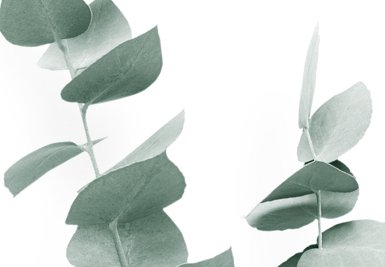 Plakat Gałązki eukaliptusa - minimalistyczne zielone listki rośliny na białym tle 146146 additionalImage 5