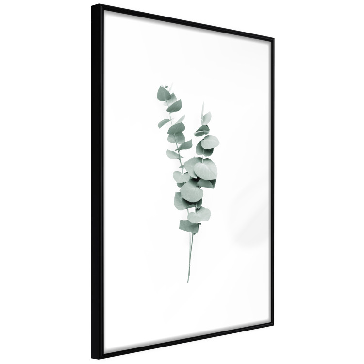 Plakat Gałązki eukaliptusa - minimalistyczne zielone listki rośliny na białym tle 146146 additionalImage 7