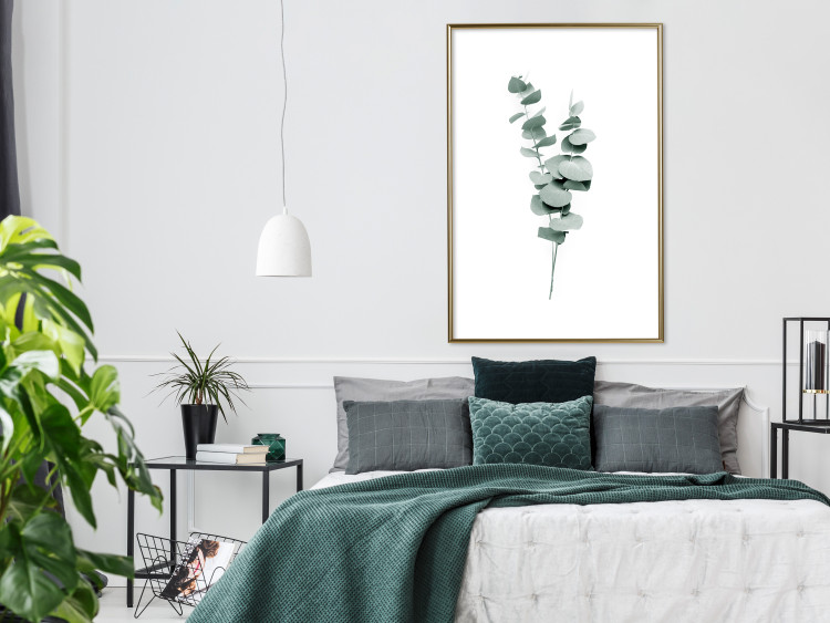 Plakat Gałązki eukaliptusa - minimalistyczne zielone listki rośliny na białym tle 146146 additionalImage 16