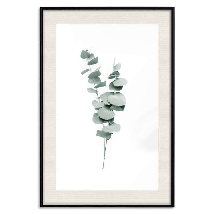 Plakat Gałązki eukaliptusa - minimalistyczne zielone listki rośliny na białym tle 146146 additionalImage 20