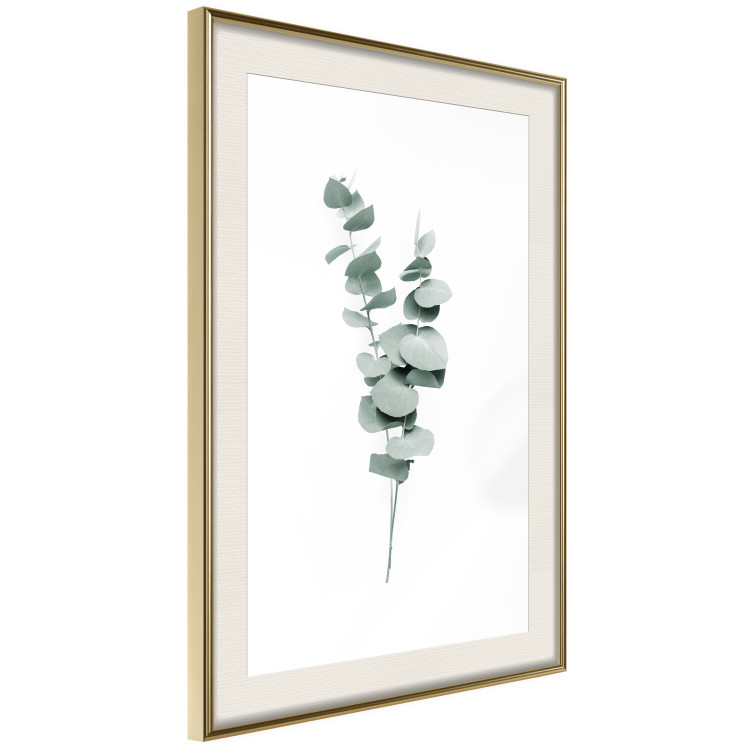 Plakat Gałązki eukaliptusa - minimalistyczne zielone listki rośliny na białym tle 146146 additionalImage 10