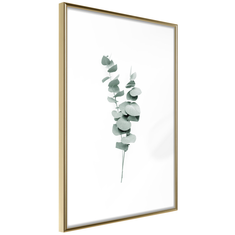 Plakat Gałązki eukaliptusa - minimalistyczne zielone listki rośliny na białym tle 146146 additionalImage 8