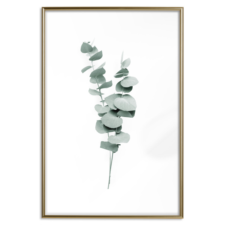 Plakat Gałązki eukaliptusa - minimalistyczne zielone listki rośliny na białym tle 146146 additionalImage 21