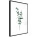 Plakat Gałązki eukaliptusa - minimalistyczne zielone listki rośliny na białym tle 146146 additionalThumb 4