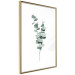 Plakat Gałązki eukaliptusa - minimalistyczne zielone listki rośliny na białym tle 146146 additionalThumb 2