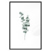 Plakat Gałązki eukaliptusa - minimalistyczne zielone listki rośliny na białym tle 146146 additionalThumb 19