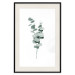 Plakat Gałązki eukaliptusa - minimalistyczne zielone listki rośliny na białym tle 146146 additionalThumb 20