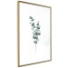 Plakat Gałązki eukaliptusa - minimalistyczne zielone listki rośliny na białym tle 146146 additionalThumb 8