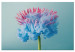 Obraz Abstrakcyjny kwiat - różowo-niebieski motyw florystyczny 149846