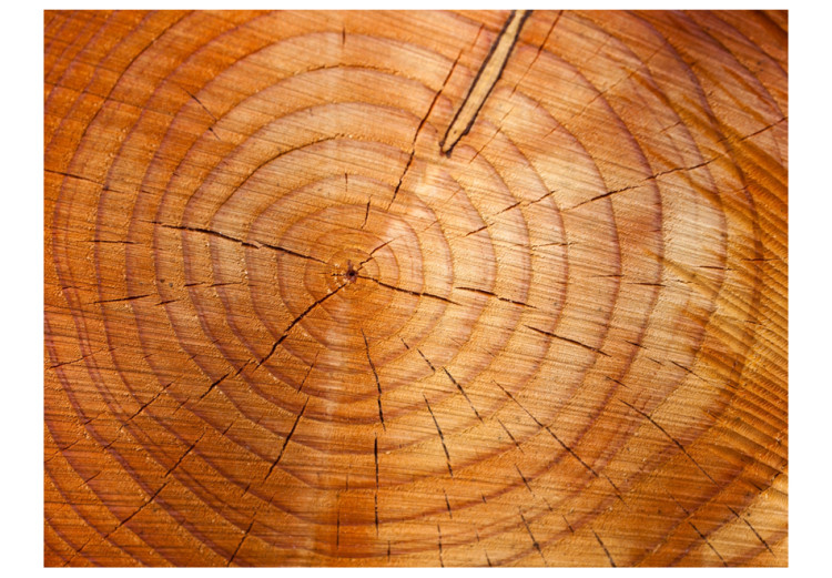 Wall Mural Grain Rings - Cross-section pattern of cut wood with cracks for the living room 61046 additionalImage 1