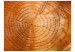 Wall Mural Grain Rings - Cross-section pattern of cut wood with cracks for the living room 61046 additionalThumb 1