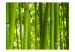 Mural Oriente - Motivo Asiático de Plantas com Bambus em Luz Solar 61446 additionalThumb 1