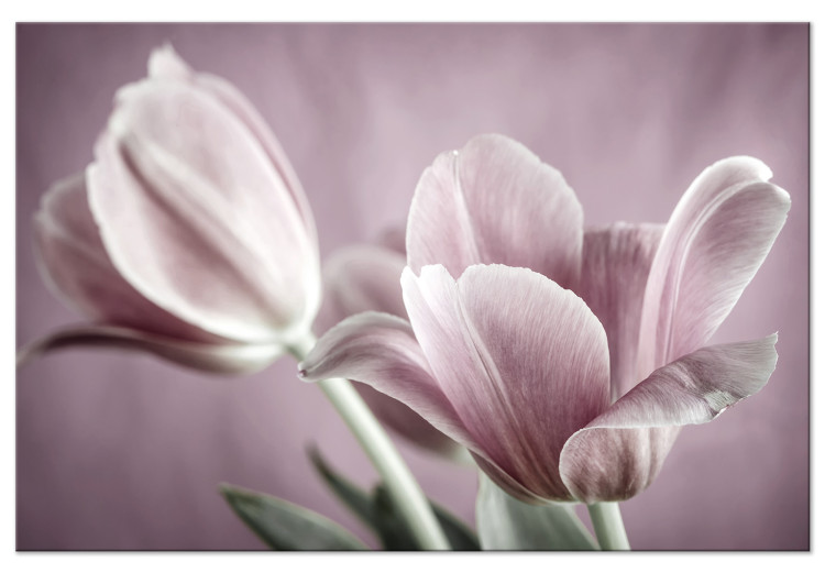 Quadro contemporaneo Natura dei tulipani (1-pezzo) - tulipano rosa in visione primaverile 117156