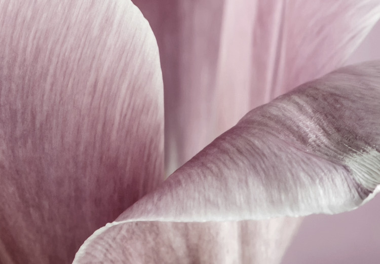 Quadro contemporaneo Natura dei tulipani (1-pezzo) - tulipano rosa in visione primaverile 117156 additionalImage 4