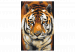 Obraz do malowania po numerach Tygrys azjatycki 127156 additionalThumb 7