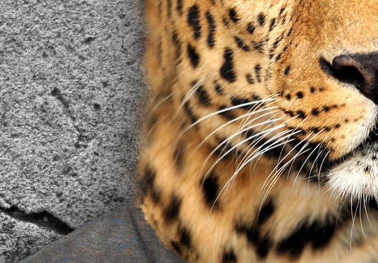 Rund tavla Leopard Man - Big Cat on a Concrete Gray Background 148756 additionalImage 4
