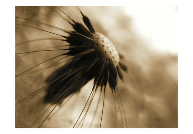 Wall Mural Dandelion - sepia 60356 additionalImage 1