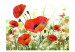 Fotomural Country poppies 60656 additionalThumb 1