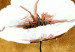 Toile déco Pavots blancs (4 pièces) - Fleurs sur fond brun 48566 additionalThumb 4