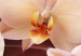 Bild auf Leinwand Orchideenblüte auf schwingendem Hintergrund 55566 additionalThumb 5