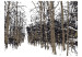 Wall Mural Trees - autumn 60266 additionalThumb 1