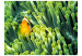 Photo Wallpaper Marine Nature - Clownfish among green coral reef 61266 additionalThumb 1