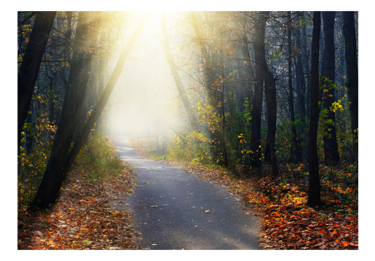 Fototapeta Leśna ścieżka - droga prowadząca przez jesienny las drzew pełen liści 61866 additionalImage 1