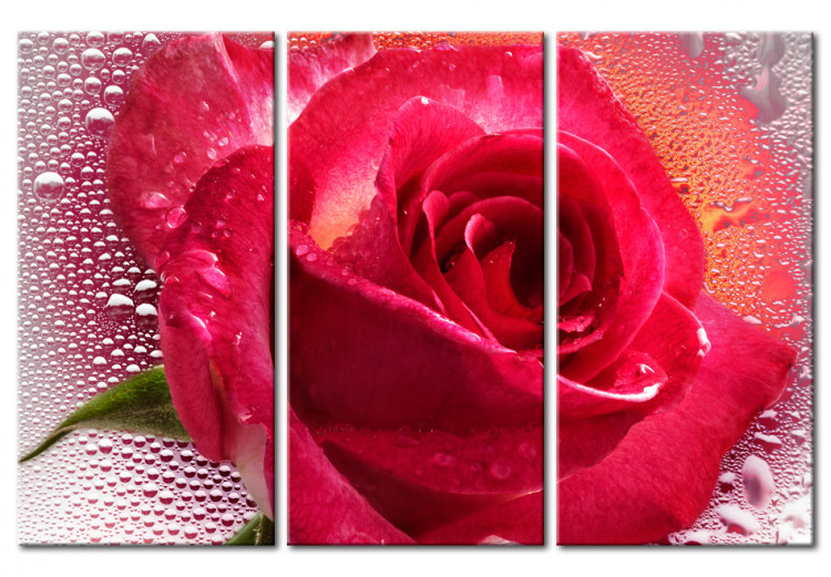 Canvas Lady Rose - triptych 56476