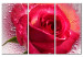 Canvas Lady Rose - triptych 56476
