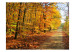 Wall Mural Beech forest 60576 additionalThumb 1