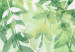 Foto Tapete Unter der Vegetation - Ranken mit Blättern auf neutralem Hintergrund 142586 additionalThumb 4