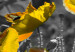Canvastavla Yellow Poppies (1 Part) Narrow 149986 additionalThumb 5