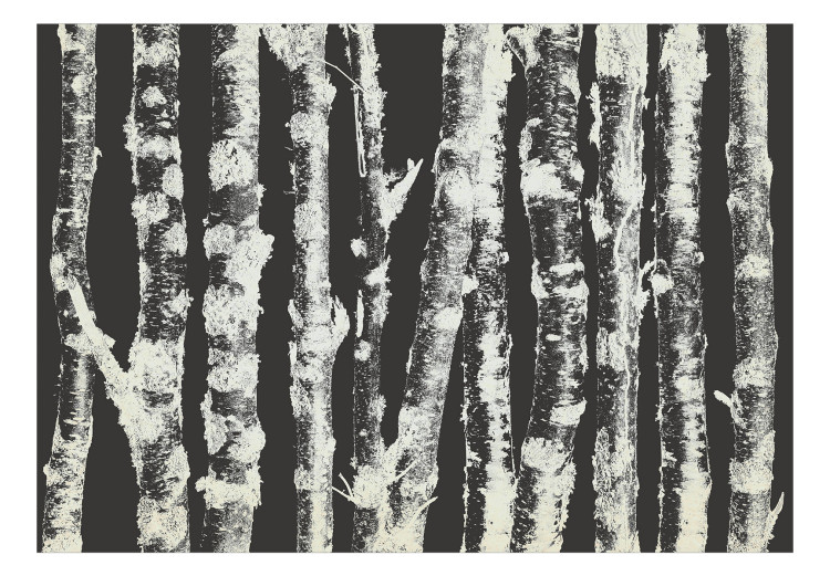 Carta da parati Tronchi di betulla - paesaggio forestale con tronchi d'albero  130496 additionalImage 1