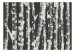 Carta da parati Tronchi di betulla - paesaggio forestale con tronchi d'albero  130496 additionalThumb 1