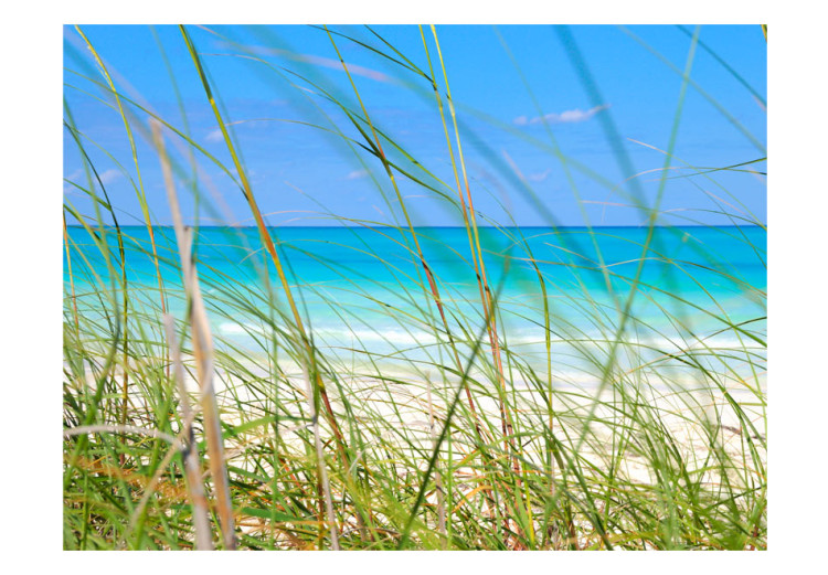 Fototapeta Wakacje - rajska plaża za wysoką trawą na tle błękitnego nieba i morza 61696 additionalImage 1
