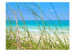 Fototapeta Wakacje - rajska plaża za wysoką trawą na tle błękitnego nieba i morza 61696 additionalThumb 1