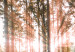 Wandbild Wald am Morgen 64596 additionalThumb 4