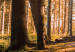 Wandbild Wald am Morgen 64596 additionalThumb 5
