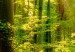 Quadro rotondo Sunny Trees - A Photo of the Forest Illuminated by the Rays of the Morning 148607 additionalThumb 4