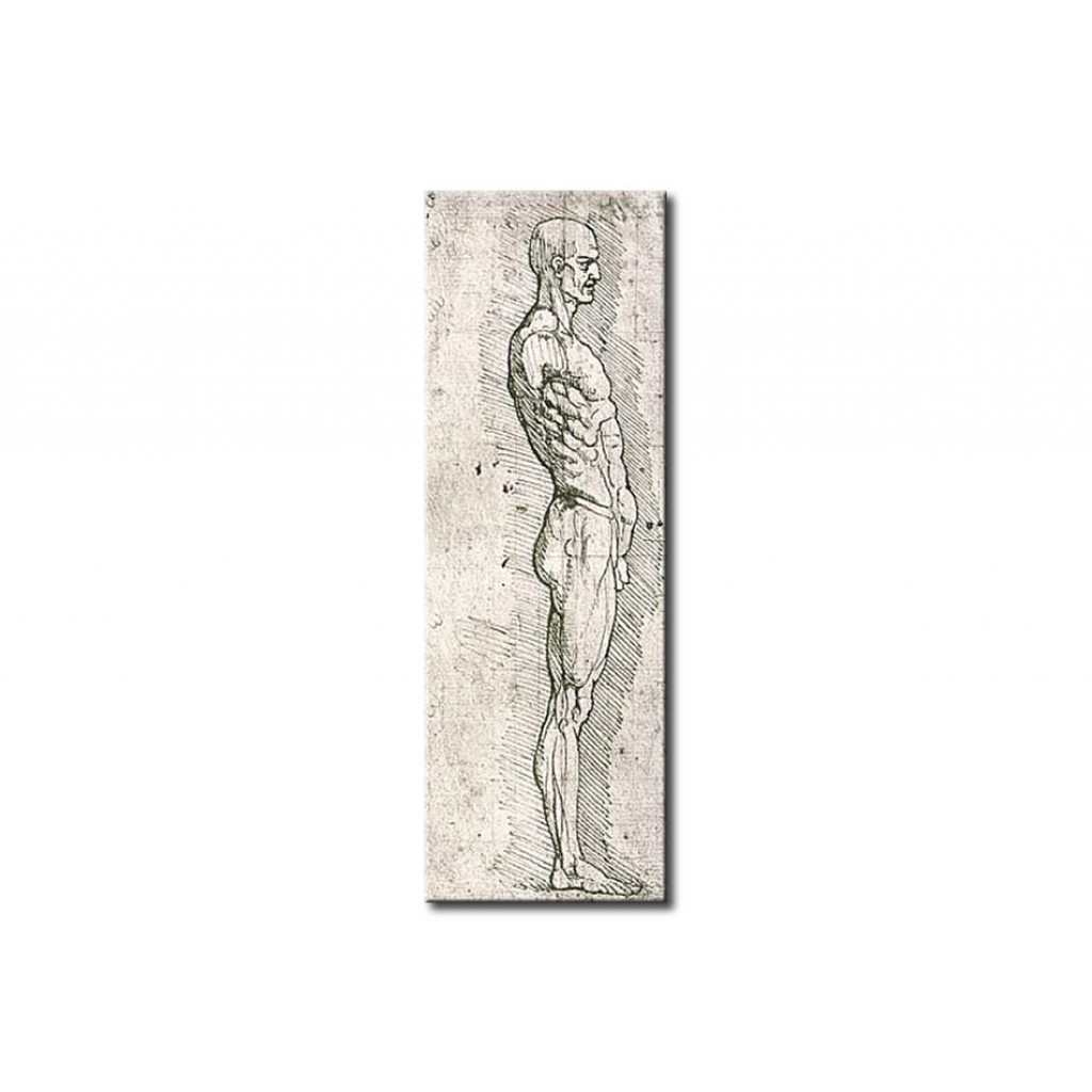 Schilderij  Leonardo Da Vinci: Anatomical Study (pen And Ink On Paper)