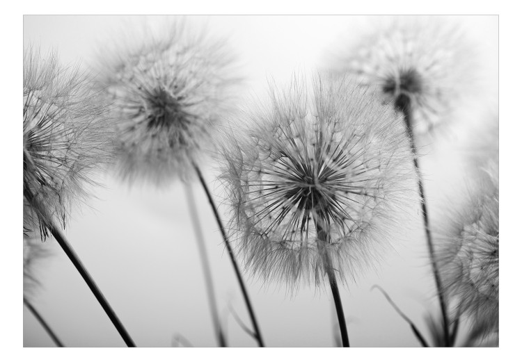 Fototapete Pusteblumen - schwarz-weiße, flüchtige Natur fürs Wohnzimmer 138317 additionalImage 1