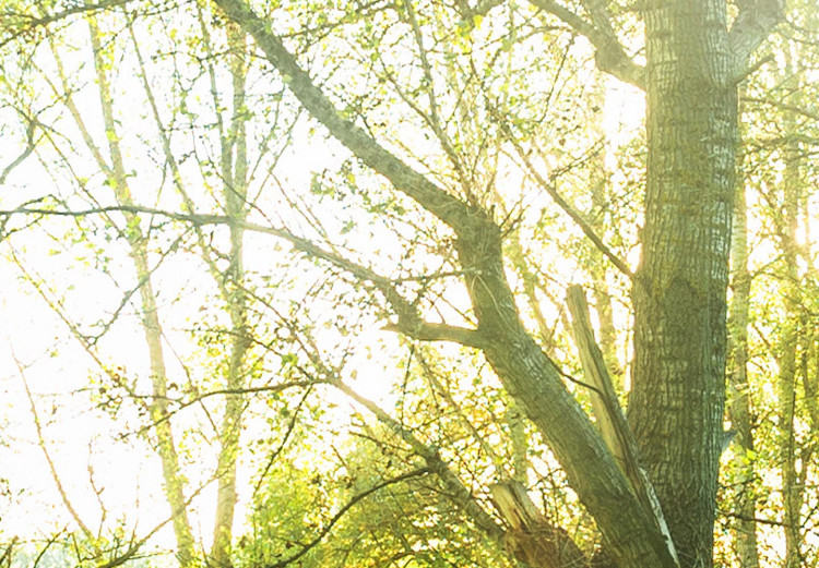 Rund tavla Sunny Forest - A Photo of Trees Illuminated by Summer Rays 148717 additionalImage 4