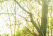 Round Canvas Sunny Forest - A Photo of Trees Illuminated by Summer Rays 148717 additionalThumb 4