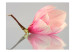 Fotomural Uma flor de magnólia solitário 60417 additionalThumb 1