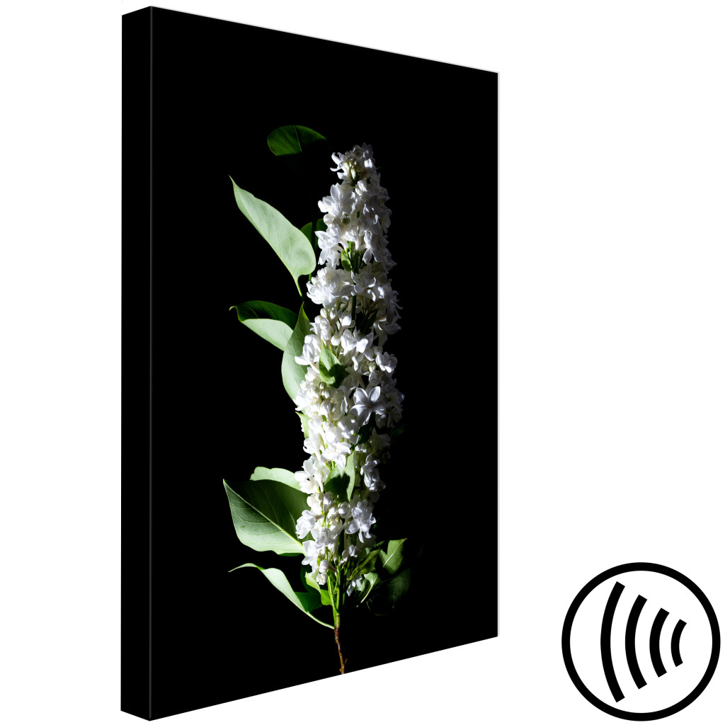 Obraz Majowa Ozdoba - Zdjęcie Białego Kwiatu Lilaka I Liści Na Czarnym Tle