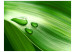 Wall Mural Leaf and three drops of water 60437 additionalThumb 1