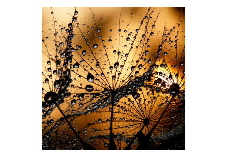 Wall Mural Dandelions in the Rain - Close-up of Water Droplets on Flower Puffs in the Sun 60637 additionalImage 1
